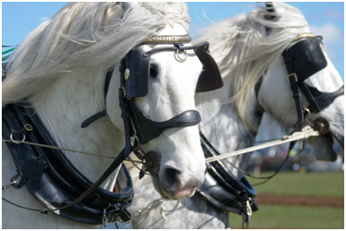 「blinker」也叫「blinders」,俗称马眼罩,是安装在马眼睛两旁的挡片